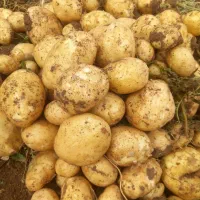 سیب زمینی دوناتا سورت شده