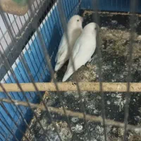 کوتوله برزیلی ومرغ عروس