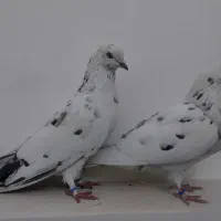 چیل نروماده