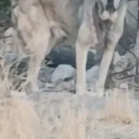 واگذاری غول سرابی سطح یک