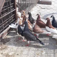 کبوتر رنگی|پرنده|بندر کنگان, |دیوار