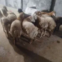 بره نرر پروار و کشتاری مفت