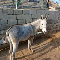 خر نر جوان|حیوانات مزرعه|کلات (خراسان), |دیوار