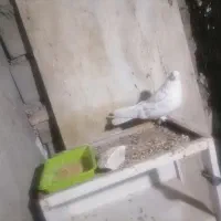 نر پشت چیت کاشانی