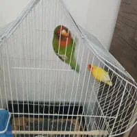 طوطی برزیلی جفت،نر سخنگو با قفس