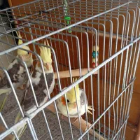 عروس هلندی|پرنده|شیراز, جوادیه|دیوار