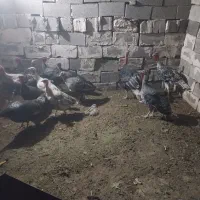 بوقلمو|حیوانات مزرعه|خورموج, |دیوار