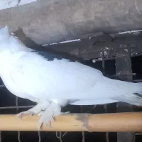 کبوتر پرشی