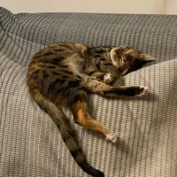 واگذاری گربه