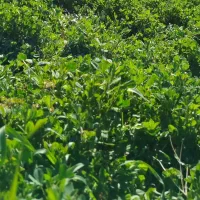 کاه .یونجه .علوفه