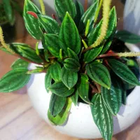 گل پیرومیا روسو، اشک عروس