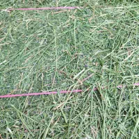 یونجه خشک انباری کاه گندم