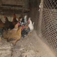 مرغ وخروس|حیوانات مزرعه|کرج, کارخانه قند|دیوار