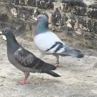 جفت کبوتر نروماده مسافتی