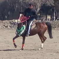 اسب|اسب و تجهیزات اسب‌سواری|تنکمان, |دیوار