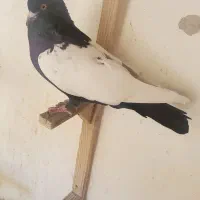 سینه سیا بازیکن جوجه سینه تافته ای نر|پرنده|شیراز, اصلاح‌نژاد|دیوار