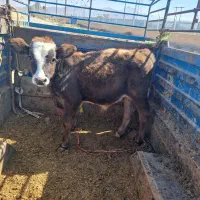 گوساله گاو تلیسه|حیوانات مزرعه|گلپایگان, |دیوار