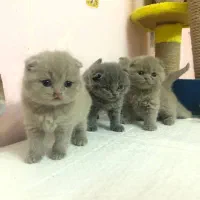 تعدادی بچه‌گربه اسکاتیش اصیل آماده واگذاری|گربه|اصفهان, کوی امیریه|دیوار