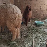 بره ماده سوسنگرد