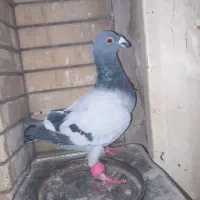 کبوتر سبز آلمانی وپولکی یه جفت روی تخم|پرنده|مشهد, کوی المهدی|دیوار