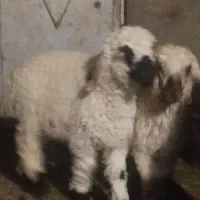 سه تابره کوچک دوتا نر یک ماده تکی نمیدم