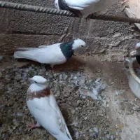 کبوتر طوقی|پرنده|باشتین, |دیوار