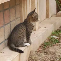 واگذاری رایگان بچه گربه