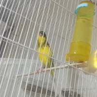 قناری رسمی بلند