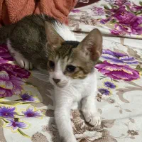 واگذاری توله گربه و ماده گربه