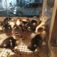 جوجه اردک اسرائیلی