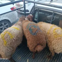گوسفند زنده با قصاب