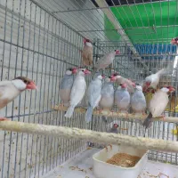 مرغ عشق فنج|پرنده|شیراز, شهرک پرواز|دیوار