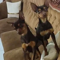 مینیاتورپینچر اصیل