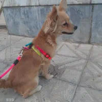 واگذاری سگ اشپیتز ماده دو ساله|سگ|آبیک, |دیوار