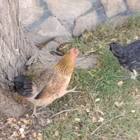 ۳ مرغ طاقچه و یک خروس|حیوانات مزرعه|طرقبه, |دیوار