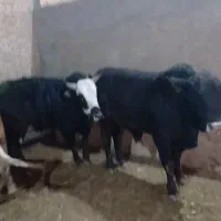 پخش عمده گوشت گوساله نر و ماده|خوردنی و آشامیدنی|تهران, نازیآباد|دیوار