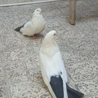 کفتر دم سیاه و دم قهوه‌ای