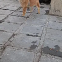 سگ پامر خرسی جنسیت نر|سگ|کرمانشاه, |دیوار