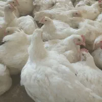 شاگرد مرغ فروشی