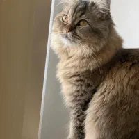 گربه برتیش long hair دختر کوچولو