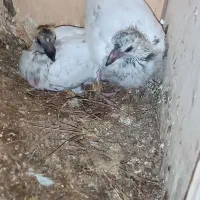 جوجه باخت رفته امروز بعد ازظهر