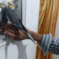 عروس هلندی گم شده