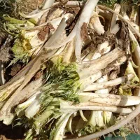 کنگر و سبزیجات کوهی