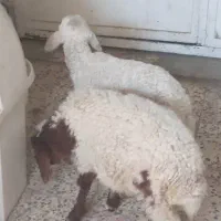 فروش بره|حیوانات مزرعه|اهواز, زوویه ۲|دیوار