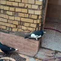 شهری کفتر|حیوانات|آبادان, |دیوار