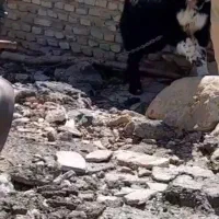 سگ نر|سگ|شهرکرد, |دیوار