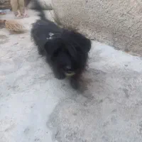 معافظه باقابلمه