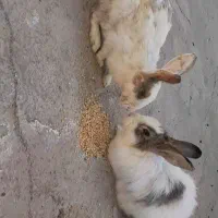 ده عدد خرگوش فروشی