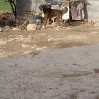 سگ باب نگهبانی