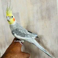 عروس هلندی